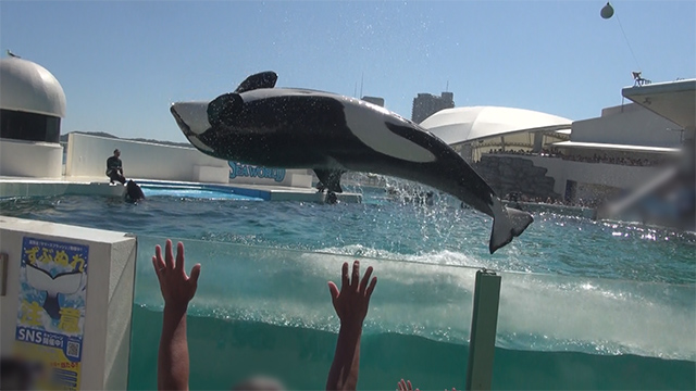 2023年9月1日・8日 千葉県 シャチに水をかけてもらう旅