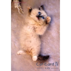 Ｃａｔ　Ｃａｒｄ　４