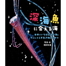 深海魚に会える海
