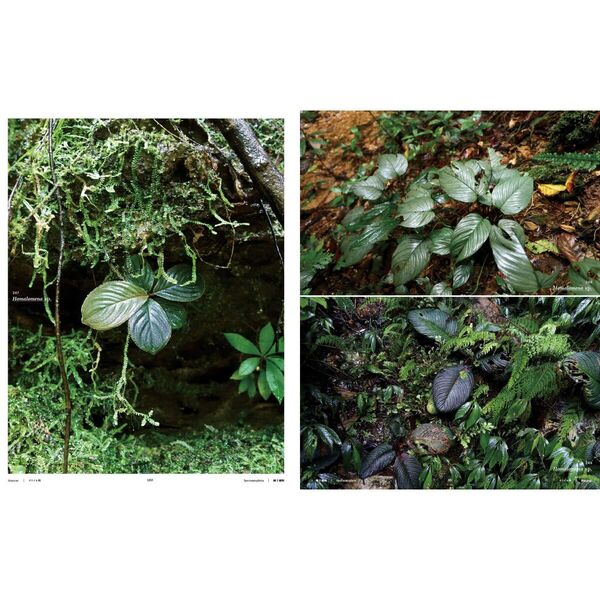 熱帯雨林植物 The World of Tropical