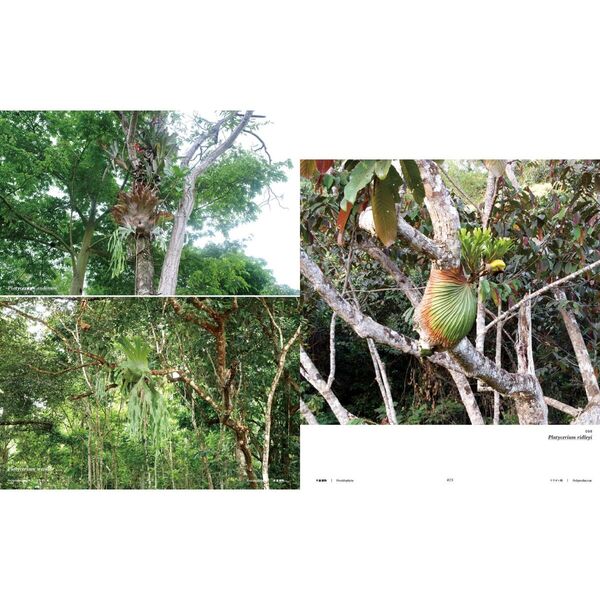 熱帯雨林の植物/鈴木出版/エドワ-ド・パ-カ-（大型本） World Plants Report ex Japan ワールドプランツレポート 植物