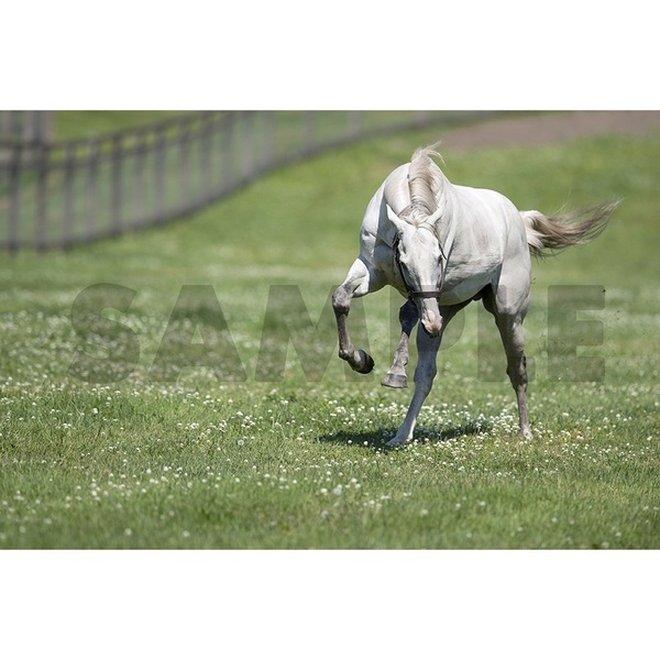 ゴールドシップ写真集 駿夏秋冬【通常表紙】 通販｜セブンネット