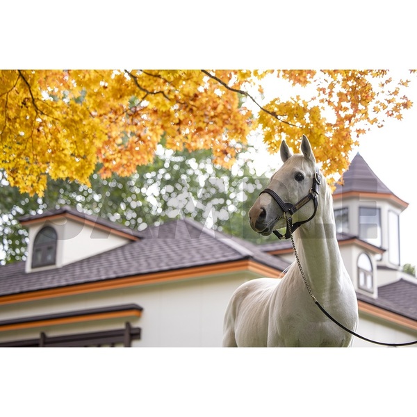 ゴールドシップ写真集 駿夏秋冬【通常表紙】 通販｜セブンネット