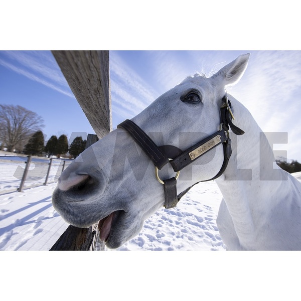 JRA ゴールドシップ 写真集&DVD 完品・美品 JRA ゴールドシップ 写真集&DVD 完品・美品 競馬王』公式 on X: