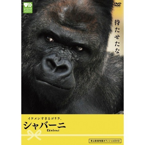 イケメンすぎるゴリラ。 シャバーニ（DVD） 通販｜セブン