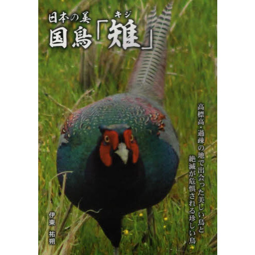 日本の美　国鳥「雉」　高標高・過疎の地で出会った美しい鳥と絶滅が危惧される珍しい鳥