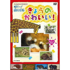 NHK DVD ダーウィンの動物大図鑑 はろ～！あにまる きょうのかわいい！ キュートBOX（ＤＶＤ）