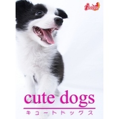 cute dogs03 ボーダー・コリー