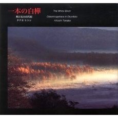 一本の白樺　奥日光小田代原