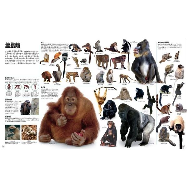 なんでもいっぱい大図鑑ピクチャーペディア Amazon.co.jp: なんでもいっぱい大図鑑 ピクチャーペディア