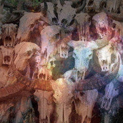 Buffalo　Kosmos