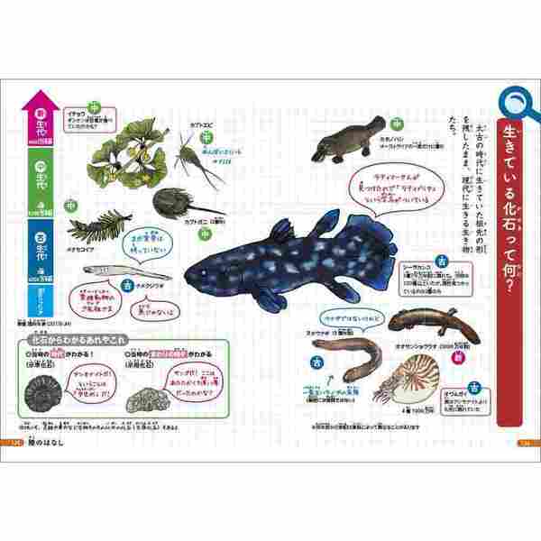 カワハタ先生の動物の不思議 どこがおなじでどこがちがうの 通販 セブンネットショッピング