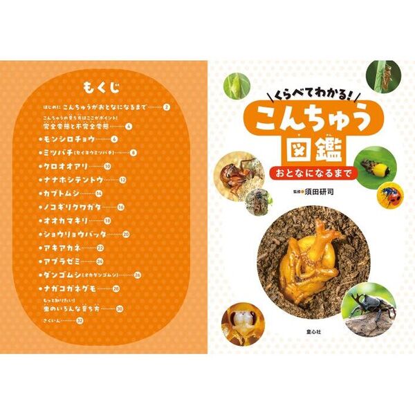 くらべてわかる！こんちゅう図鑑（全4巻セット）/童心社/須田