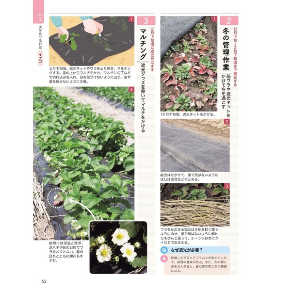 おいしい野菜づくり 無農薬・無化学肥料で育てる！ 通販｜セブンネット