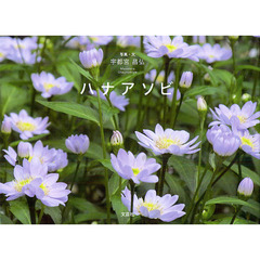 ハナアソビ