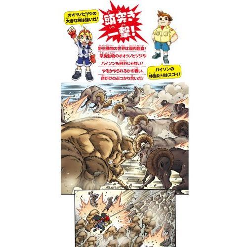 どっちが強い！？オオツノヒツジVS（たい）バイソン 巨大角で