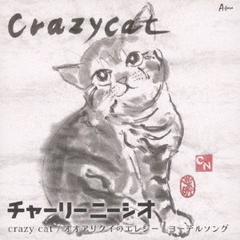 crazy　cat