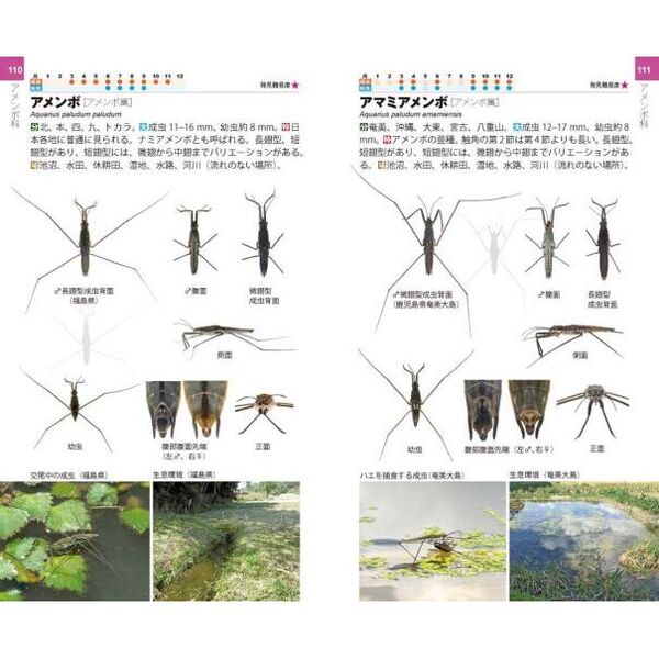 タガメ・ミズムシ・アメンボハンドブック 通販｜セブンネットショッピング