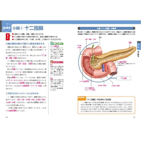 解剖学の基本 初学者でも解剖学がよくわかる1冊 新装版 通販｜セブン