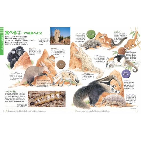 もっとくらべる図鑑 通販｜セブンネットショッピング