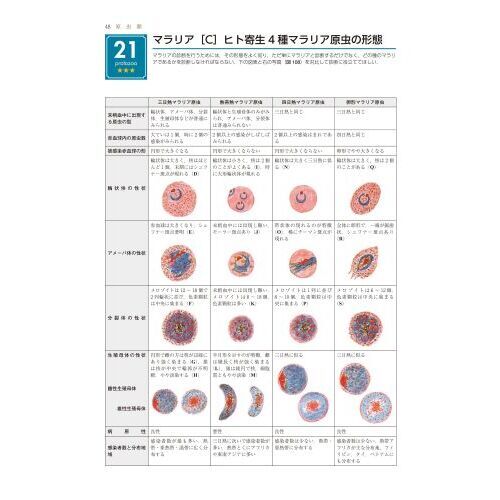 獣医組織学 第8版 CD付き 獣医組織学 第8版 CD付き 獣医組織学 / 日本獣医解剖学会【編】 -