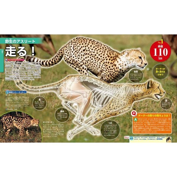 生きもののふしぎ 新訂版 通販｜セブンネットショッピング