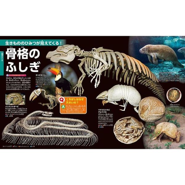 生きもののふしぎ 新訂版 通販｜セブンネットショッピング