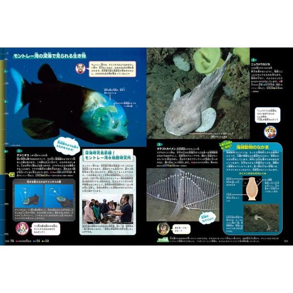 深海 通販｜セブンネットショッピング