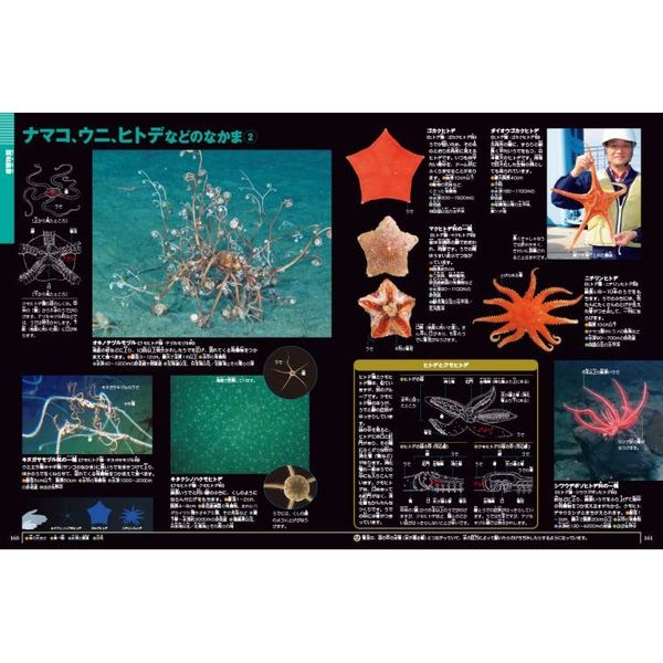 深海生物 通販｜セブンネットショッピング