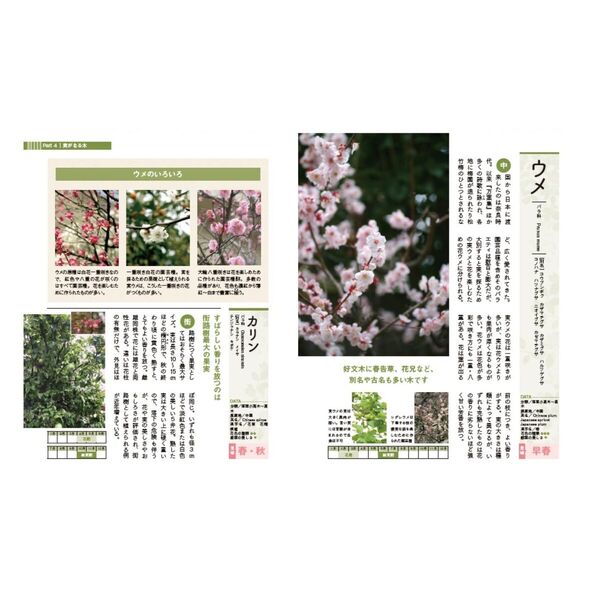 学校のまわりでさがせる植物図鑑 ハンディ版 春 夏 秋冬 樹木 全