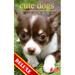 cute dogs DELUXE03 チワワ