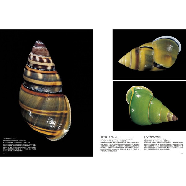 THE SHELL 貝の図鑑 巻き貝 種名 THE SHELL 貝の図鑑 貝の図鑑 写真