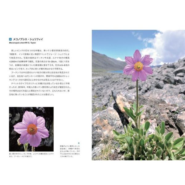 青いケシ メコノプシス 通販 セブンネットショッピング