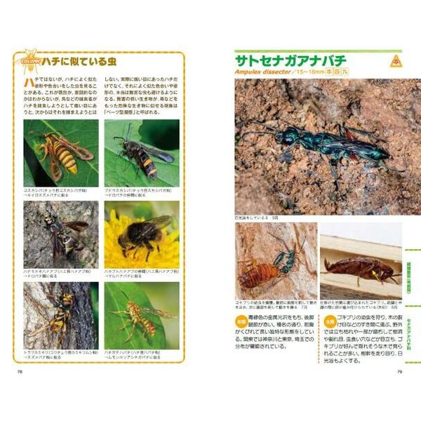 ハチ様確認用 ハチを追う（スガレ追い） - 海野和男のデジタル昆虫記 - 緑