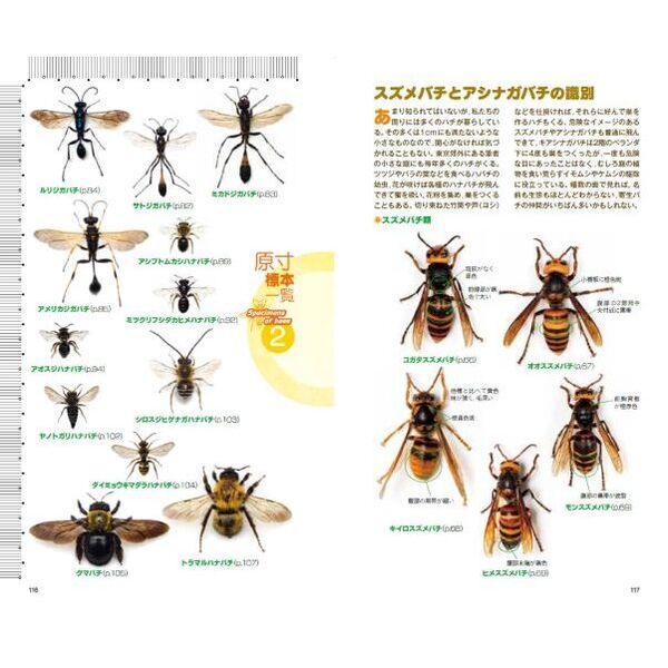 即決 昆虫学、Incect 2000年『世界のハナバチ類 The Bees of the World 