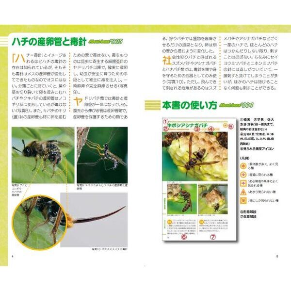 即決 昆虫学、Incect 2000年『世界のハナバチ類 The Bees of the World 