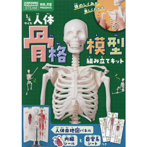 1／6サイズ人体骨格模型組み立てキット 通販｜セブンネットショッピング