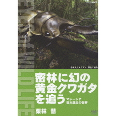 栗林 慧／密林に幻の黄金クワガタを追う マレーシア巨大昆虫の世界（ＤＶＤ）