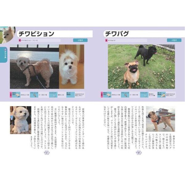 もっとよくわかる犬種図鑑ミックス犬１００種　特徴から飼い方まで