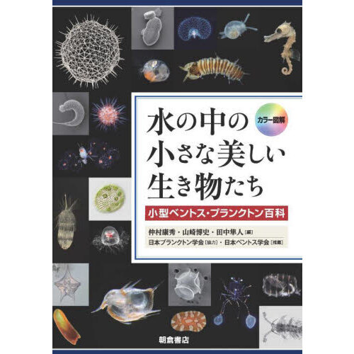 β