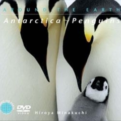 南極～ペンギン（ＤＶＤ）