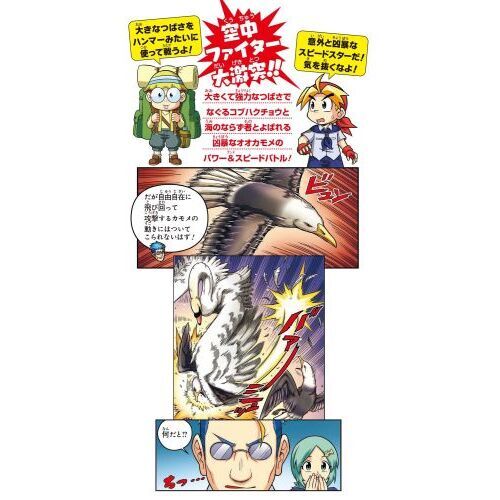 どっちが強い！？コブハクチョウＶＳ（たい）オオカモメ　水鳥のパワフル空中対決