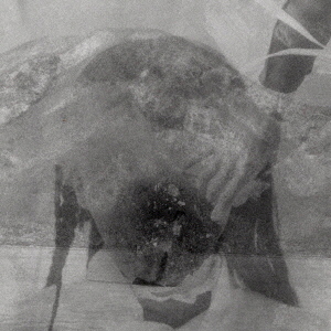 ֥ͥåȥåԥ󥰤㤨FadedCornersפβǤʤ550ߤˤʤޤ