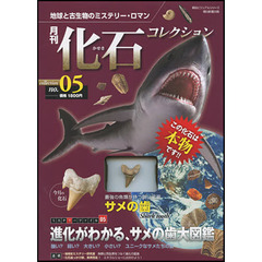 月刊化石コレクション　　　５　サメの歯