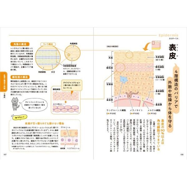 一生役立つきちんとわかる皮膚科学 しくみ・トラブル・スキンケア 通販