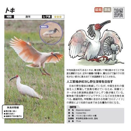 街なかで見られる身近な野鳥図鑑 通販｜セブンネットショッピング