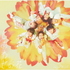 ジャニーズWEST／しあわせの花（通常盤／CD）