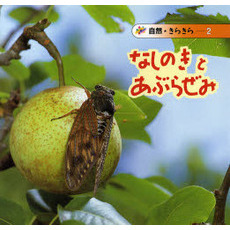 なしのきとあぶらぜみ