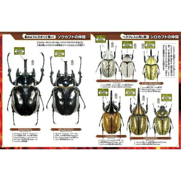 世界のカブトムシ クワガタ 標本ポストカード