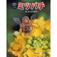 ミツバチ　花にあつまる昆虫